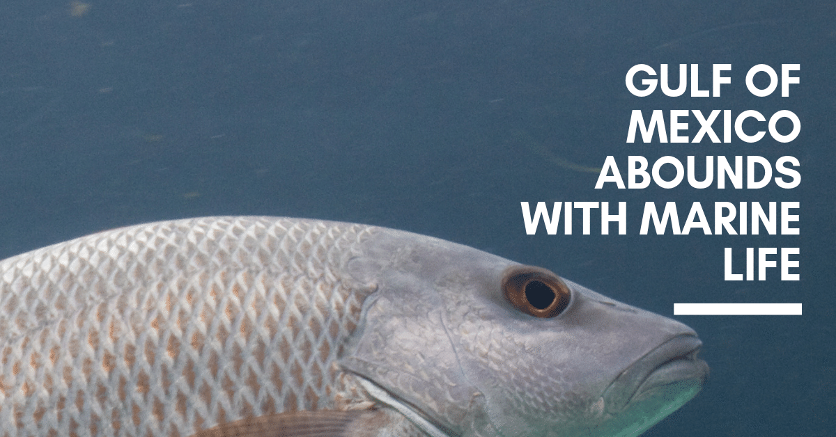 Gulf of MeThe Gulf of Mexico Abounds with Marine Life