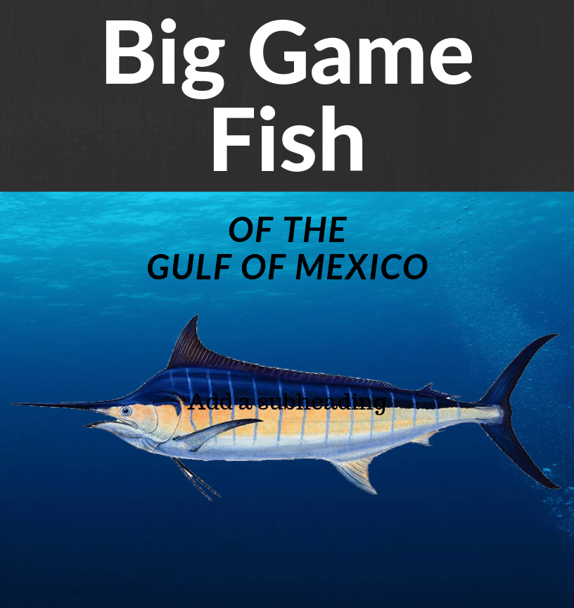 Big Game Fish of the Gulf of Mexico
