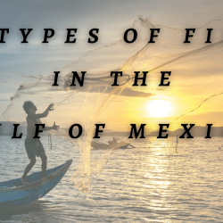 9 types of fish in the gulf of mexico with man fishing