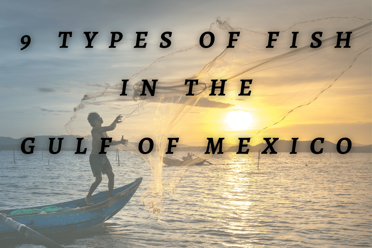 9 types of fish in the gulf of mexico with man fishing